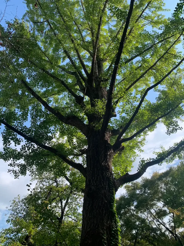 tree | 5人以上乗れるジャンボタクシーとワゴンで東京・埼玉から日本全国や空港まで