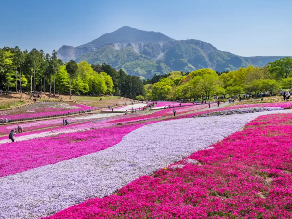 Grass Cherry Blossom Hill (Hitsujiyama Park) | 可乘坐 1 人、5 人或 5 人以上、最多 9 人的巨型出租车和马车，可从东京和埼玉前往日本各地和机场。