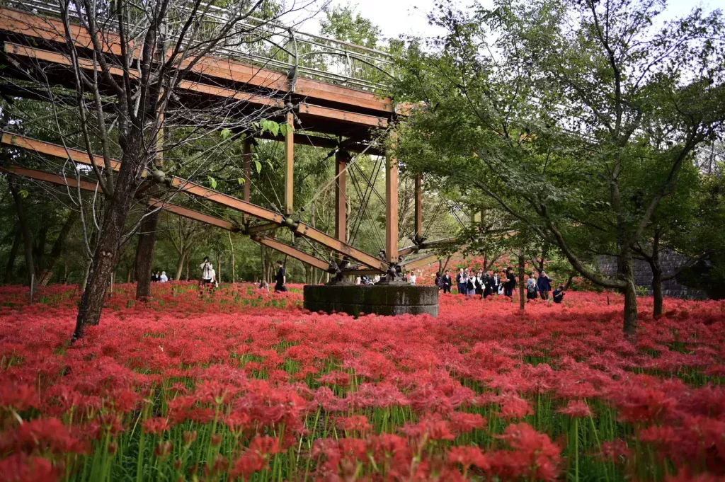 Clusters of bright red manjushage flowers blooming all over the Kinchida field