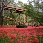 논 한가운데에 피어난 새빨간 진주사화 군락지!