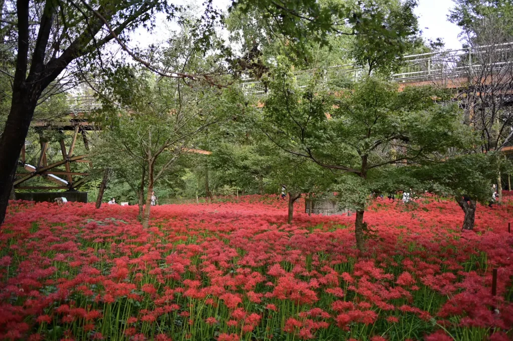 曼珠沙華に囲まれた遊歩道