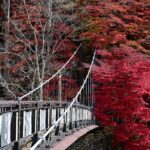 青空と紅葉に囲まれた鬼怒楯岩大吊橋と鮮やかな赤いもみじの風景