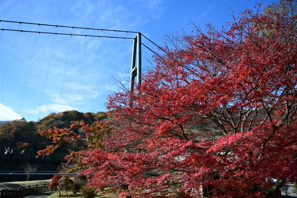 塩原温泉の紅の吊橋と、渓谷を覆う鮮やかな紅葉の絶景。深い赤色の橋が秋景に映える風景