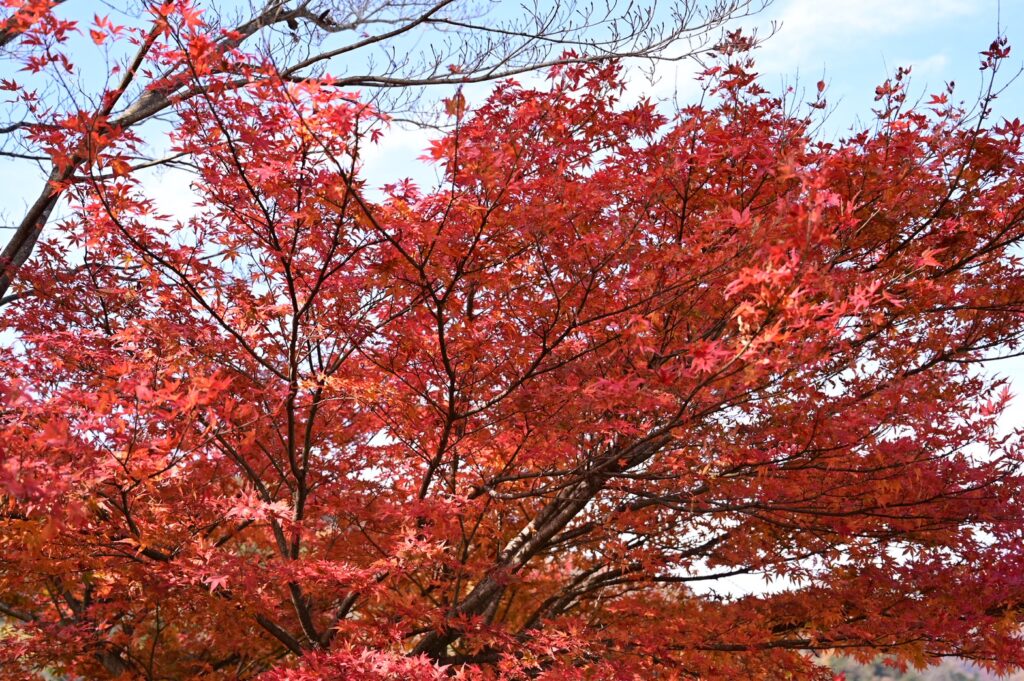 日塩もみじラインを走る車窓から撮影した紅葉の山道。鮮やかに色づいた木々が続く絶景ドライブコース